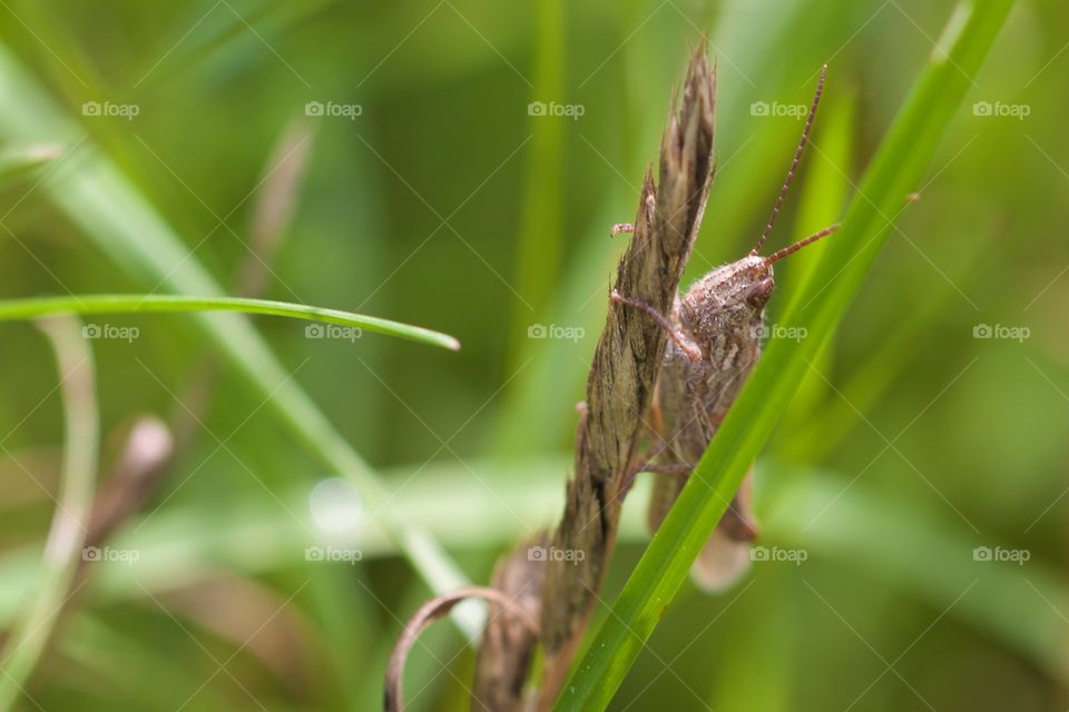 Close-up grasshopper