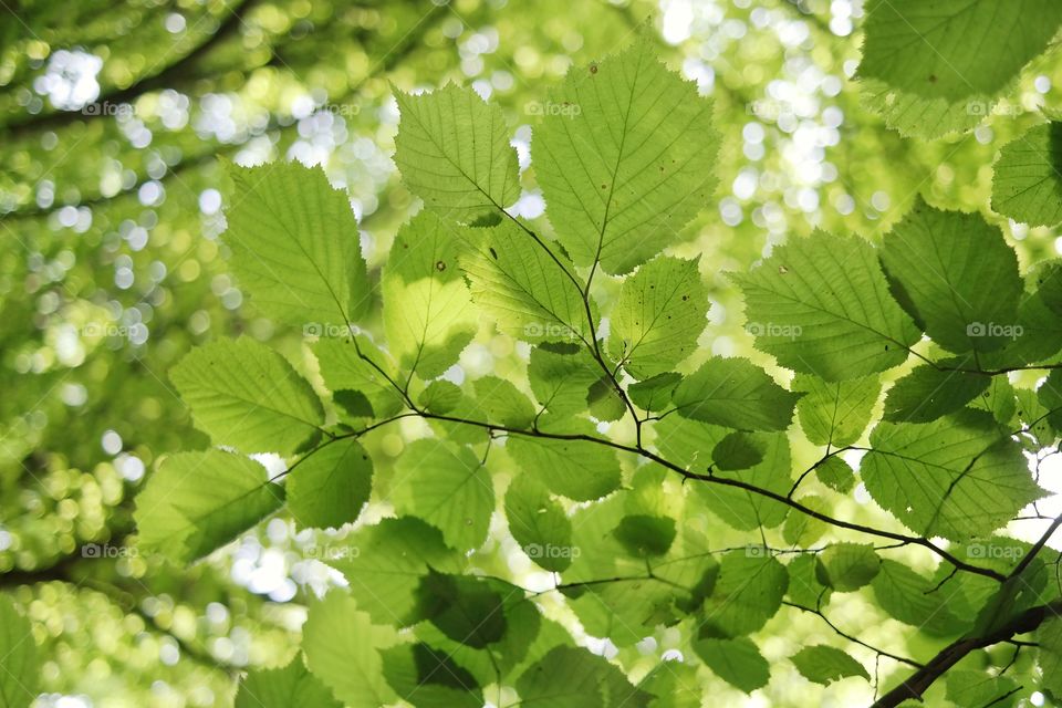 Leaves