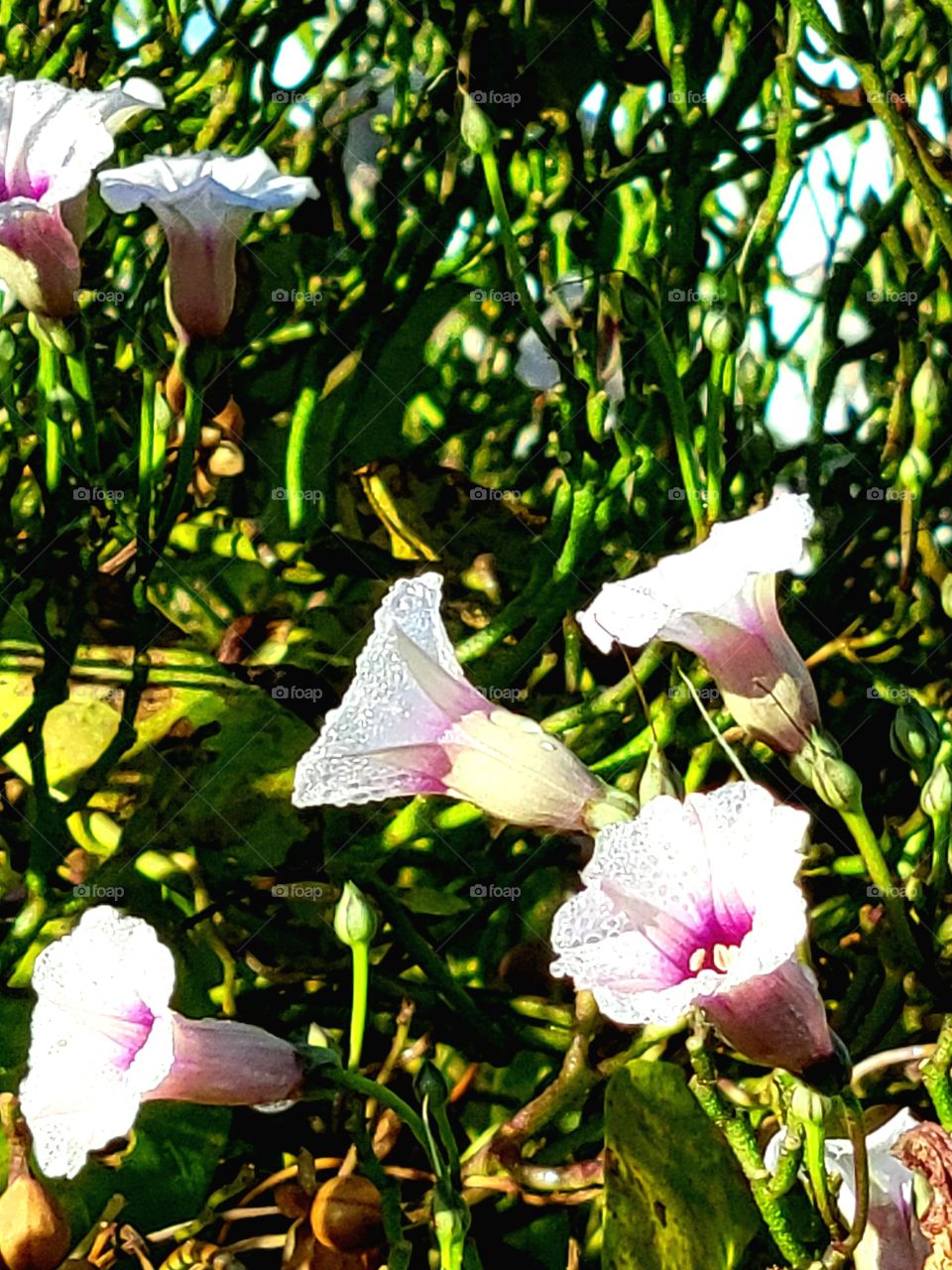 Coastal Morning Glory
