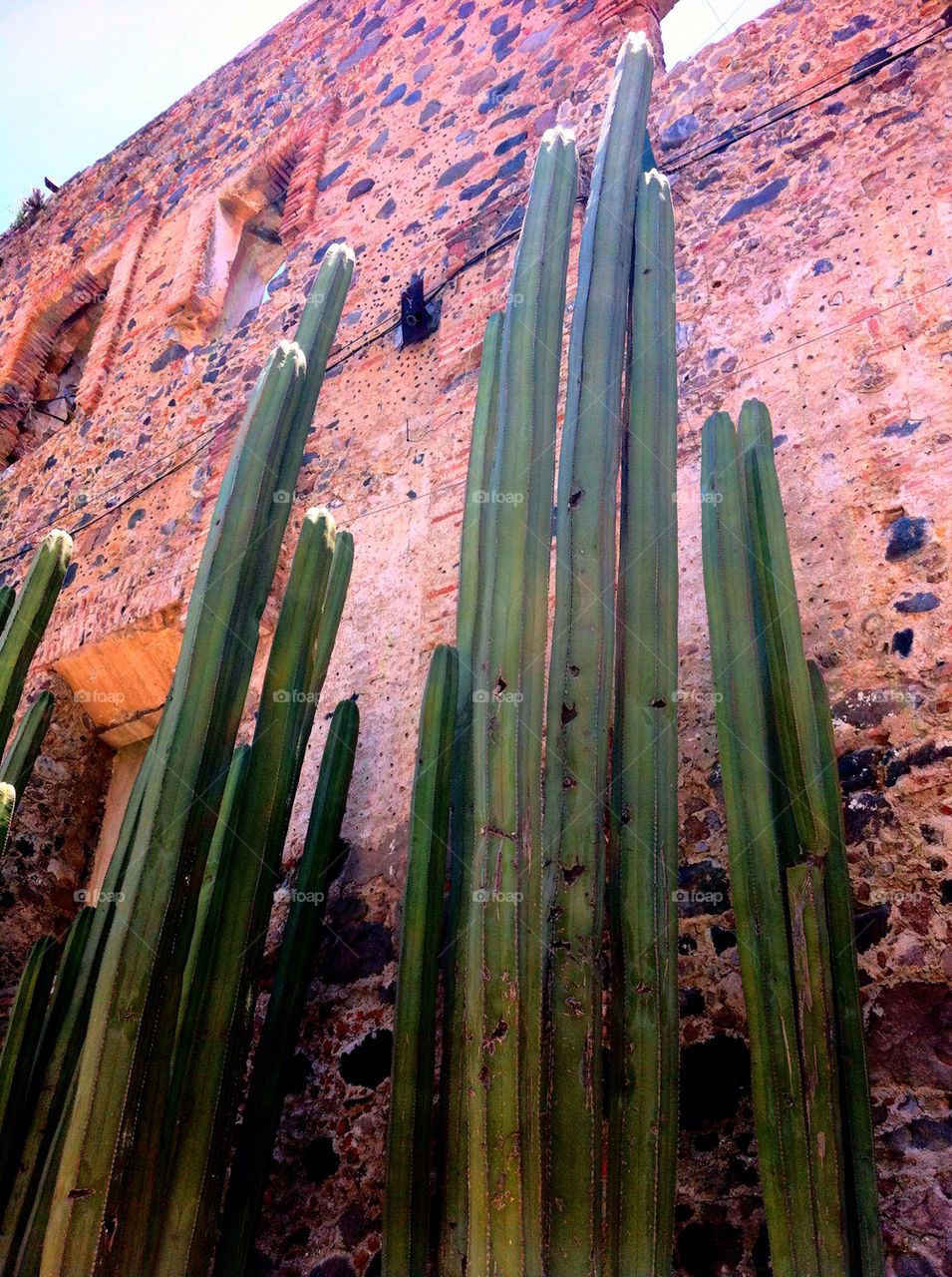 wall cactus old desert by melanotis