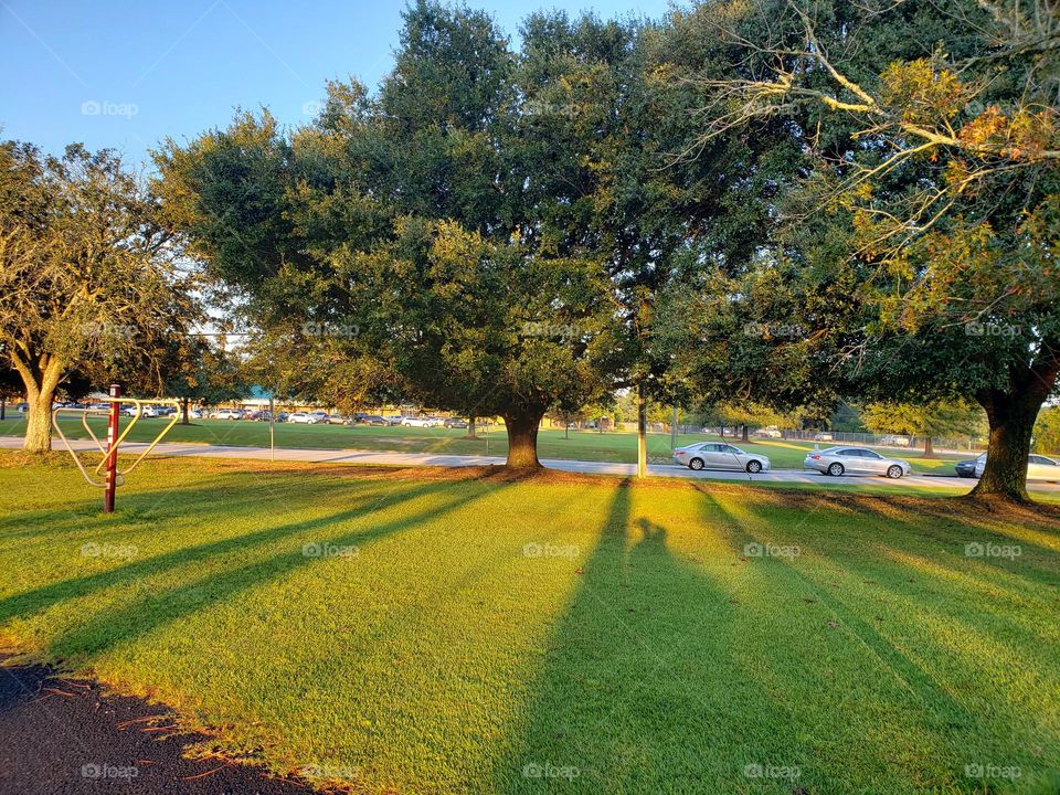 Green Tree,shadow in the Park  only green fall ,Green Park
