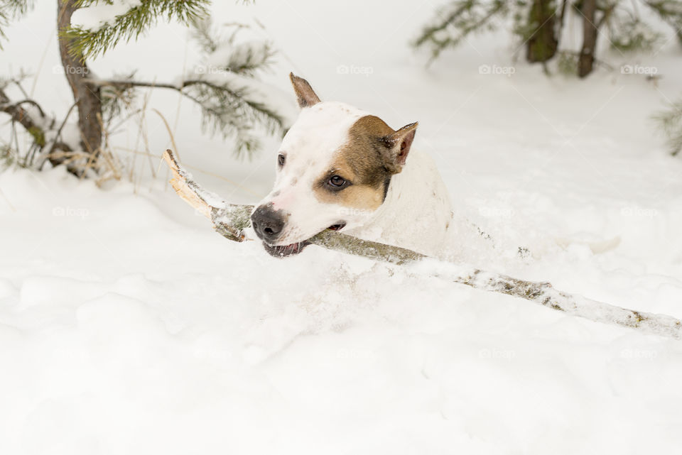 dog with a stick in the snow