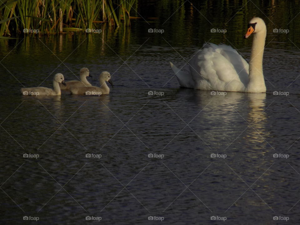 Swan, Bird, Water, Lake, Waterfowl
