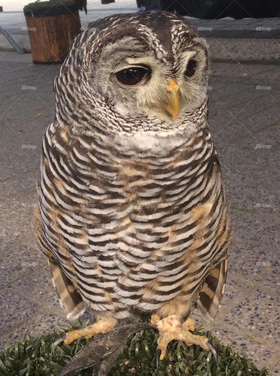 Beautiful Rufous-Legged Owl