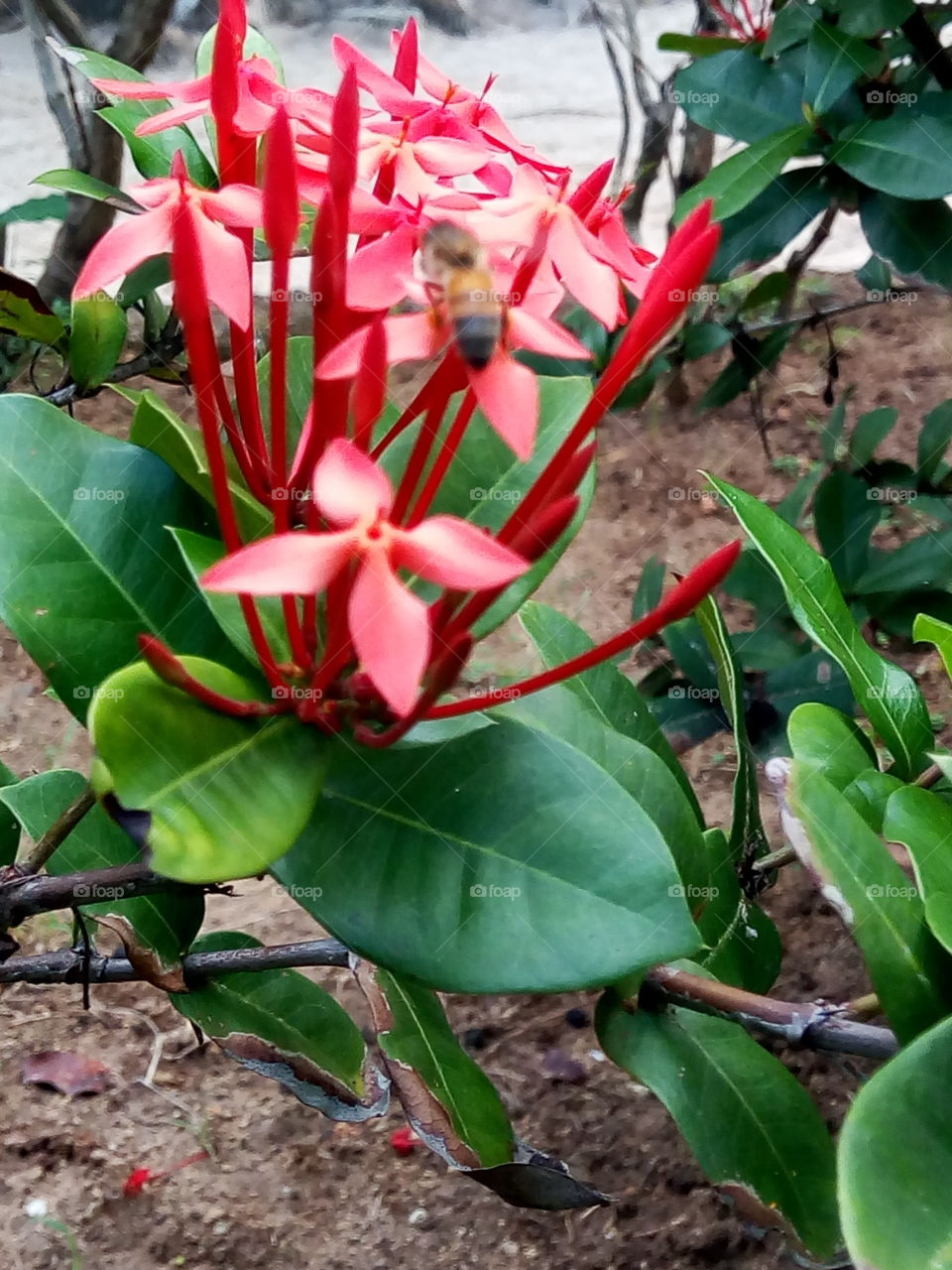 Nature, Flora, Flower, Leaf, Garden