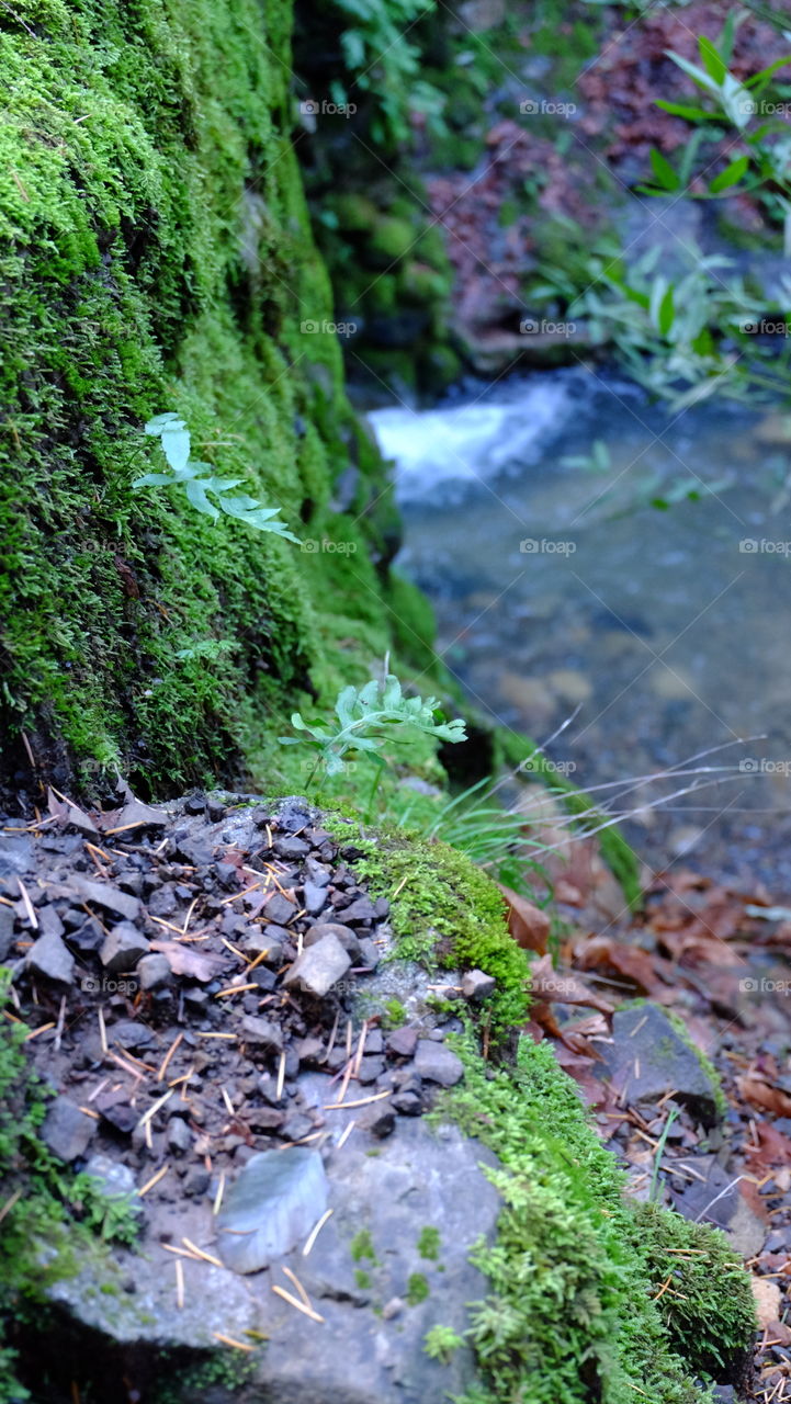 Fresh and green after a rain