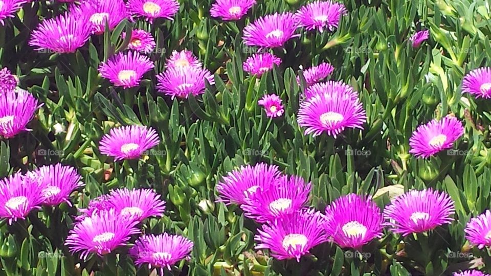 Violet colored blooms