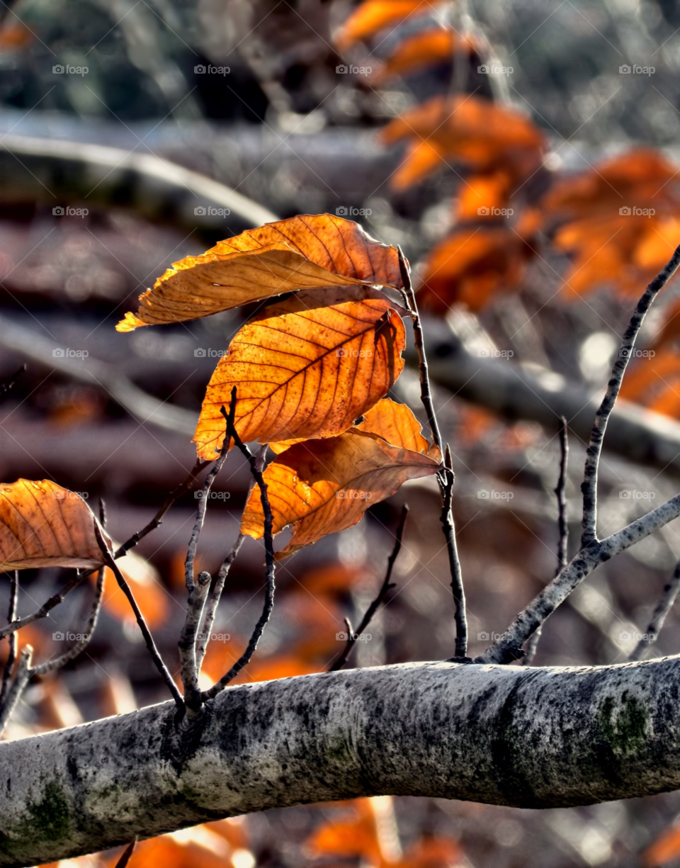 leaves cold autumn brown by landon