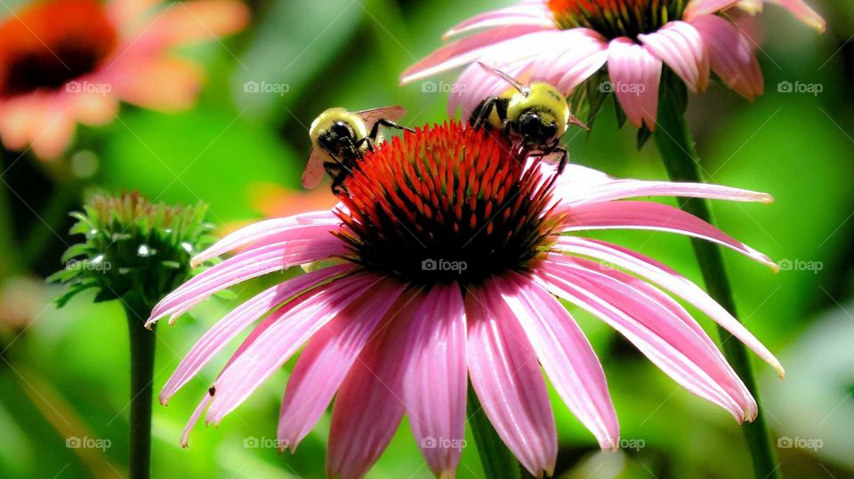 Two bees on Coneflower