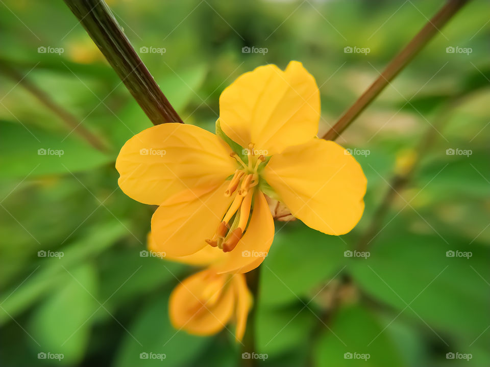 the flower of the senna blossom on the green background