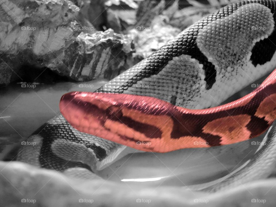 A constrictor predator example with red head  face VS black and white himself body