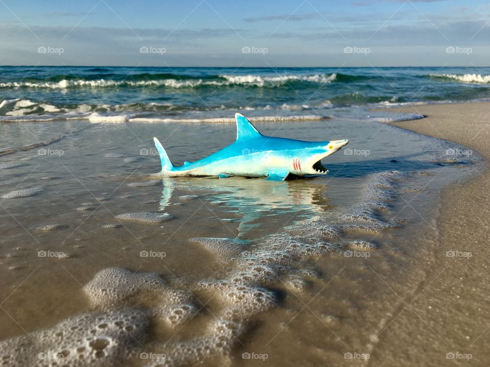 Shark on the beach