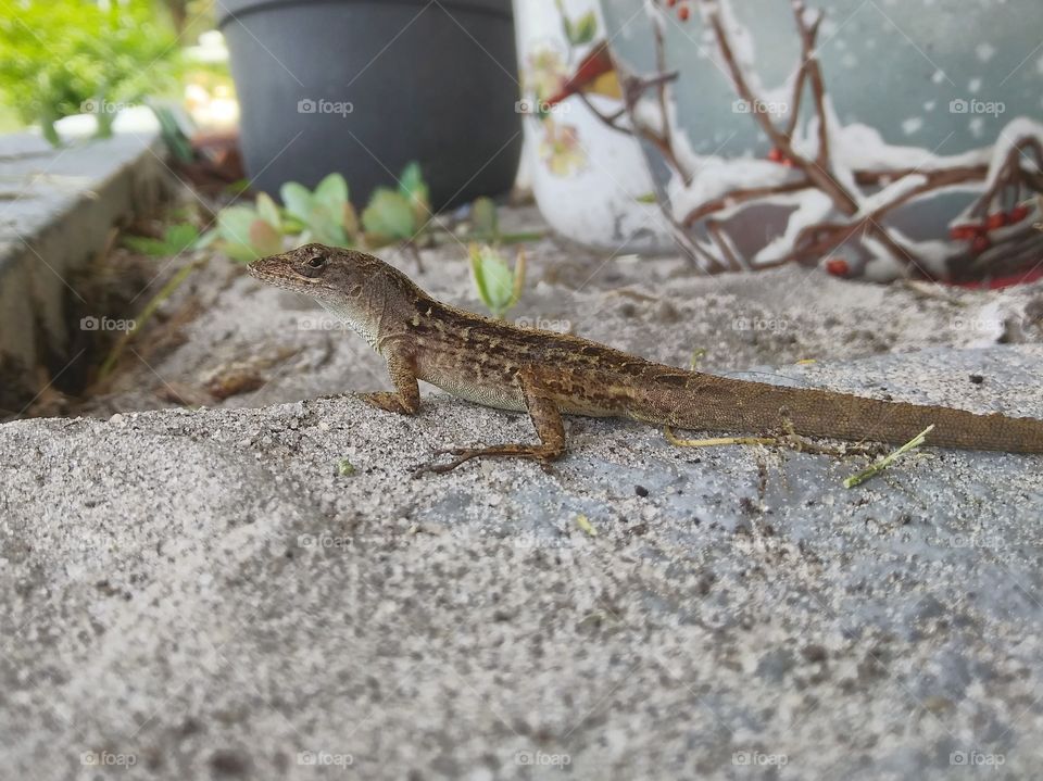 A lizard exploring in a flowerbed and around some flowerpots.