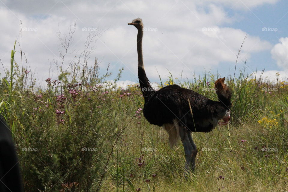 Ostrich pooping