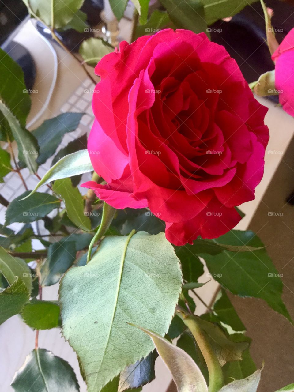 Rose, Flower, Romance, Leaf, Nature