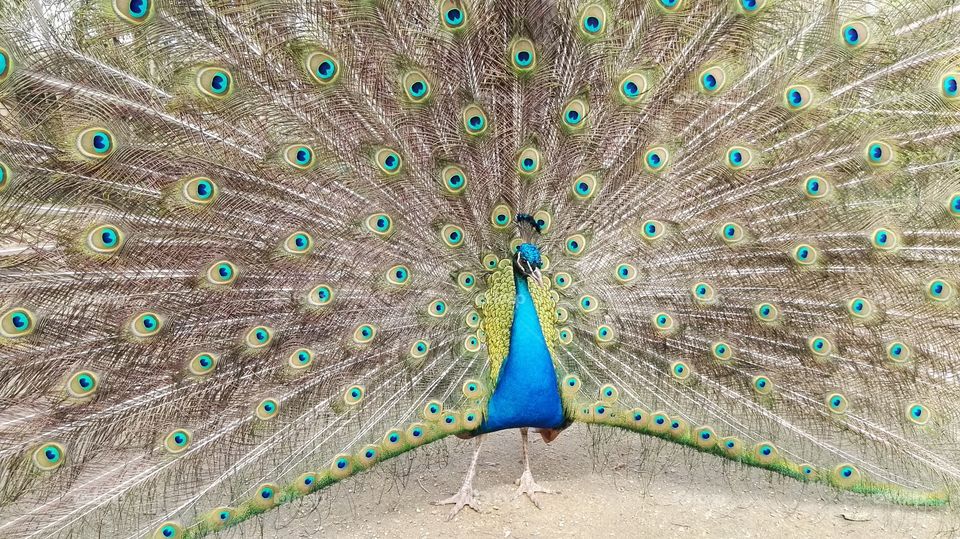 a peacock with the open feathers