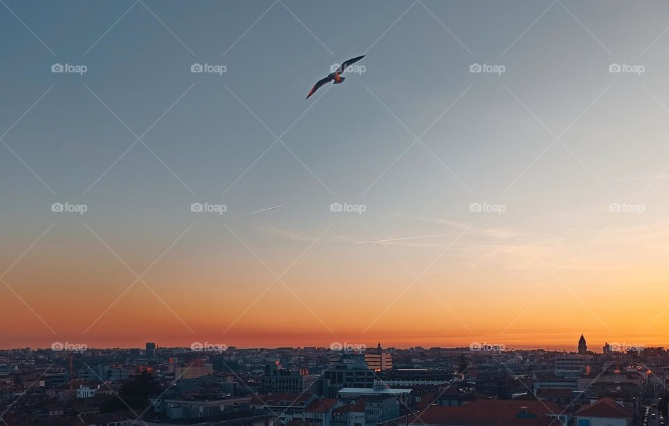 bird flying over the city