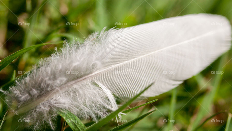 Feather 