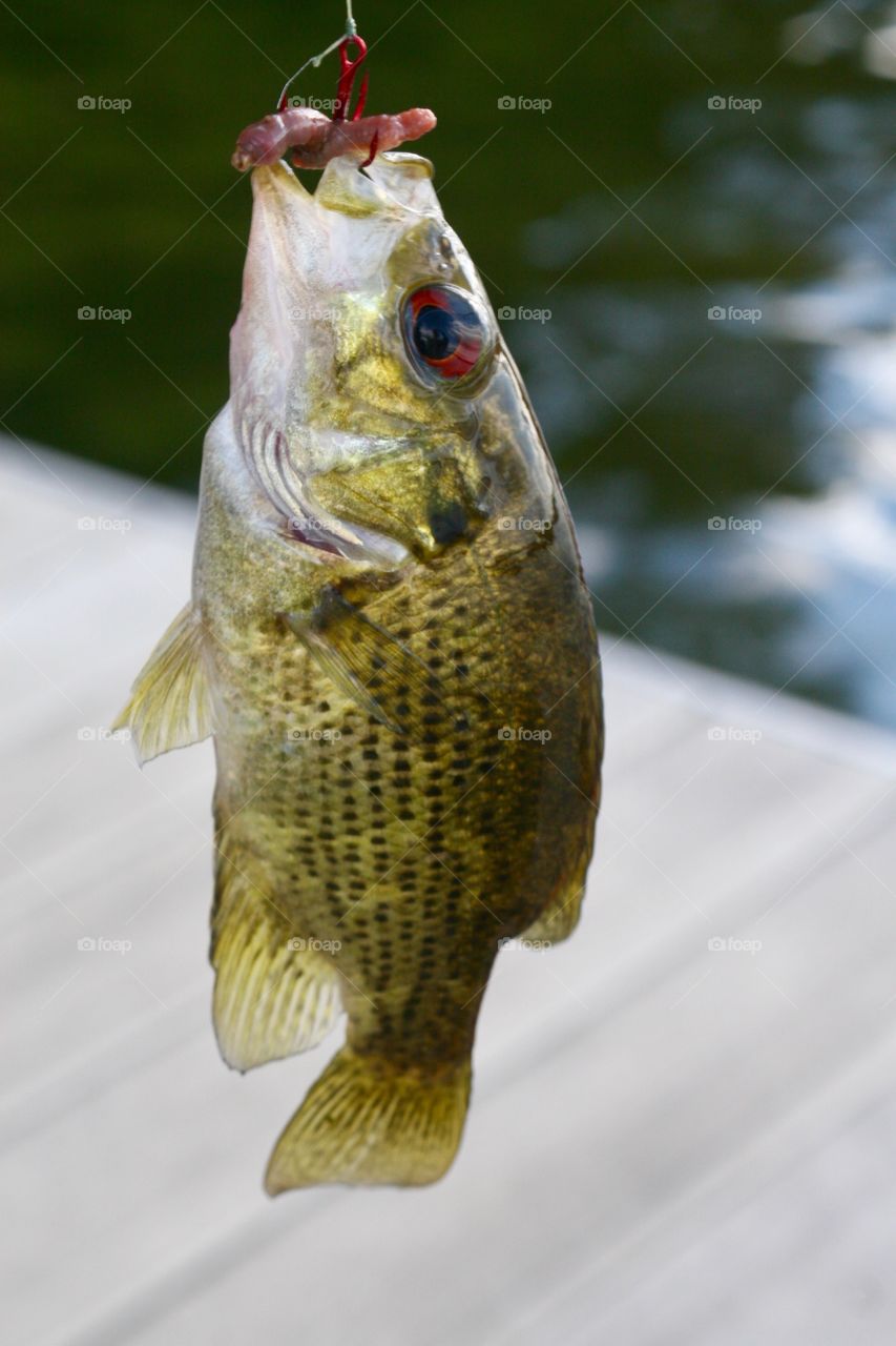Rock bass