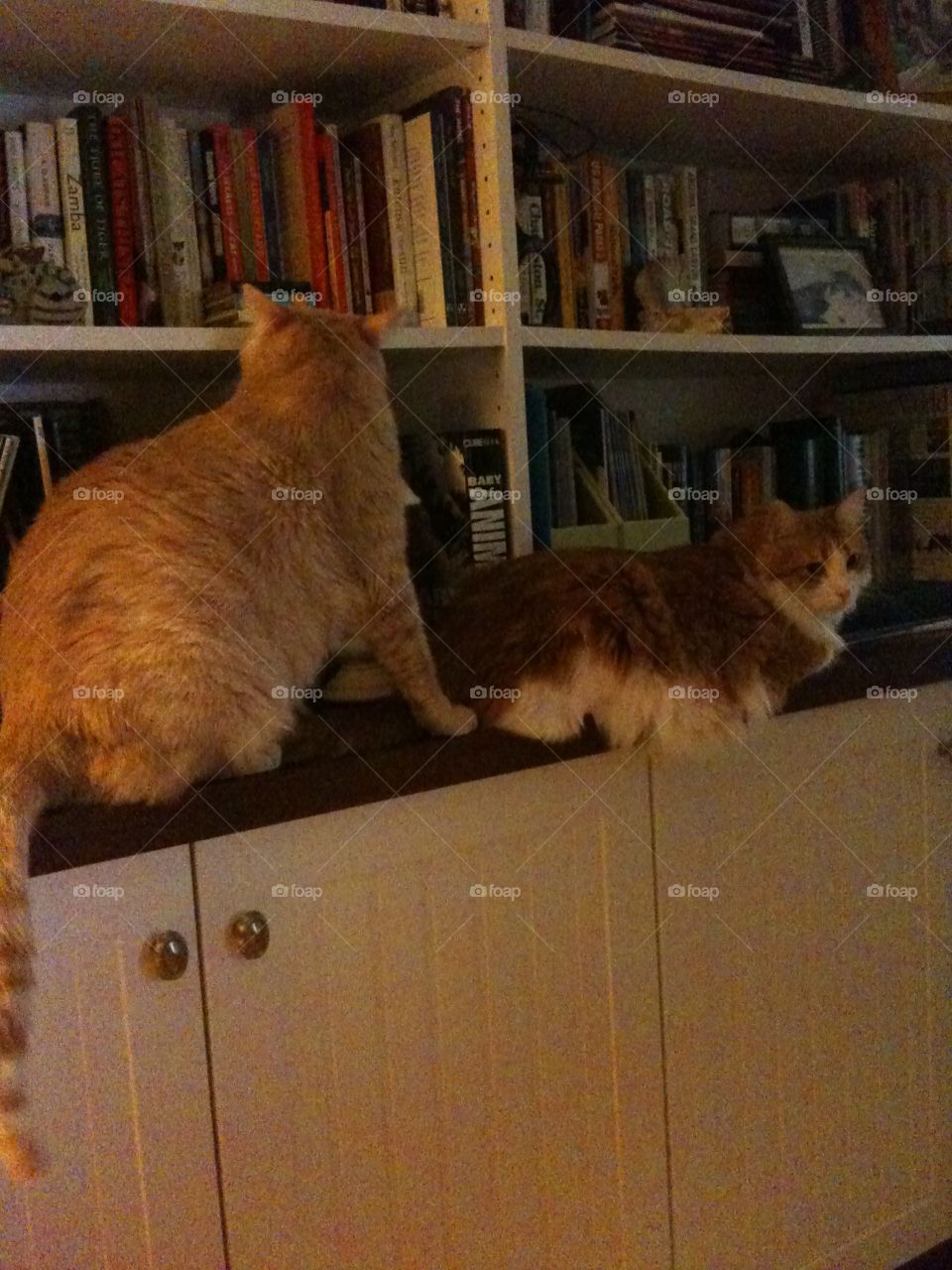Cats on the book shelf 