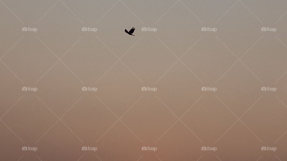 the bird is fly on sky