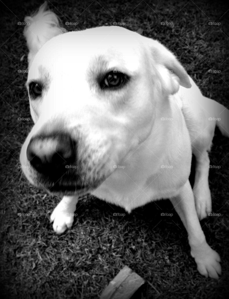 Guilty! White labrador looking guilty in black and whitd