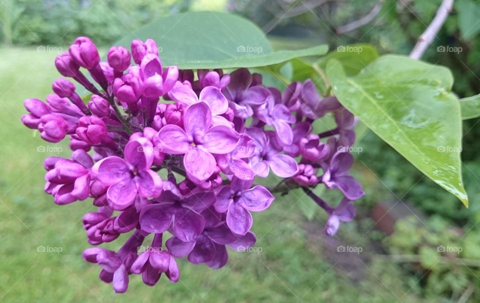 Close-up of lilac flowers