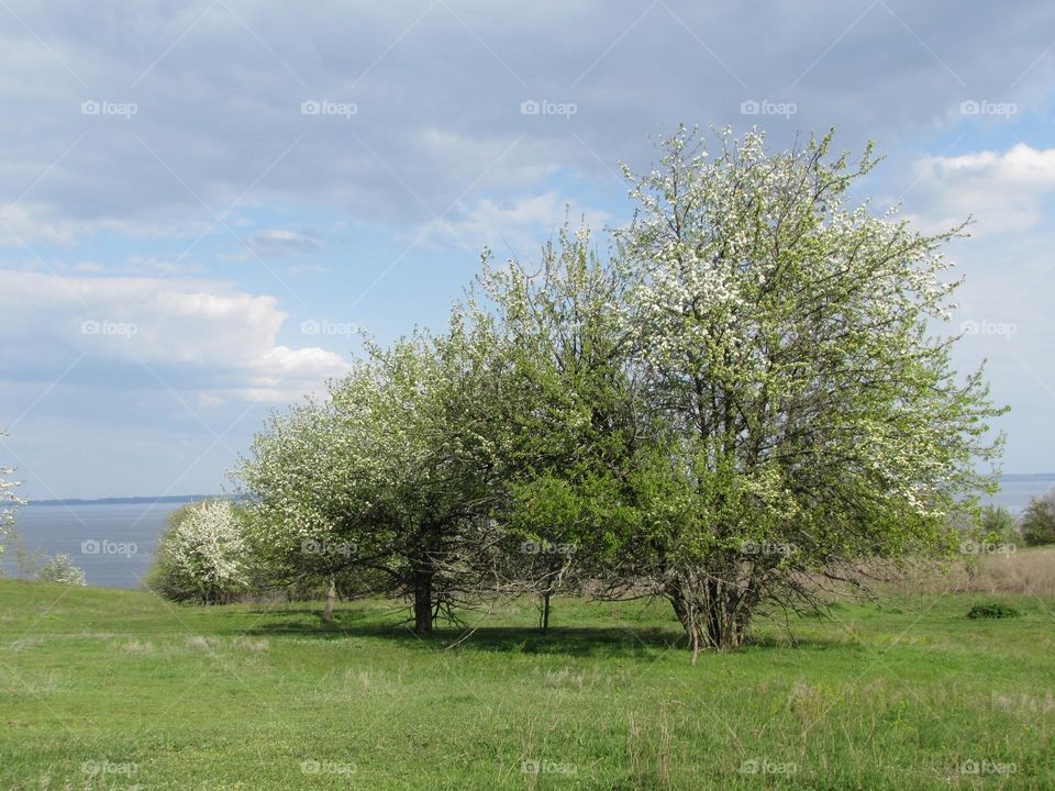 Blooming spring garden