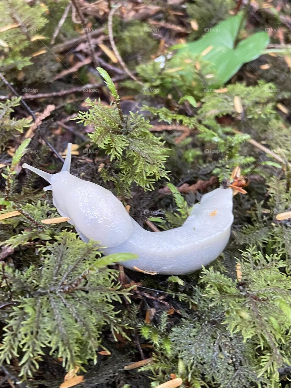 Whimsical white slug.