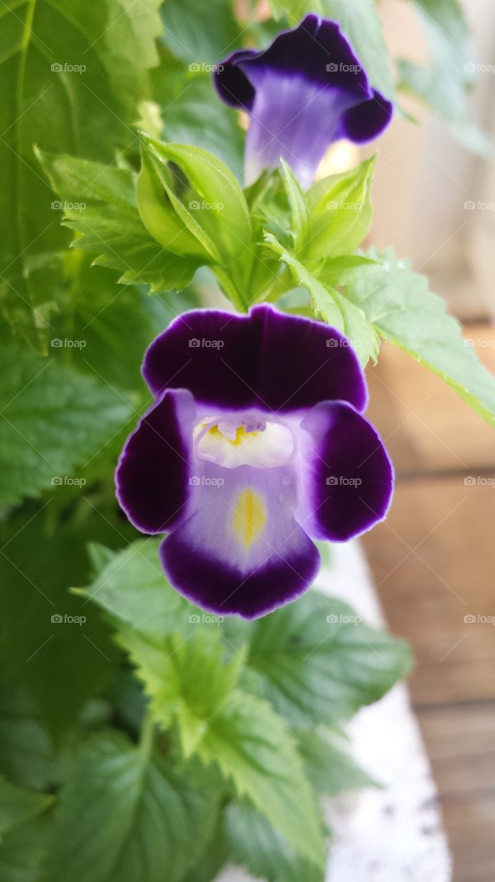 purple flower