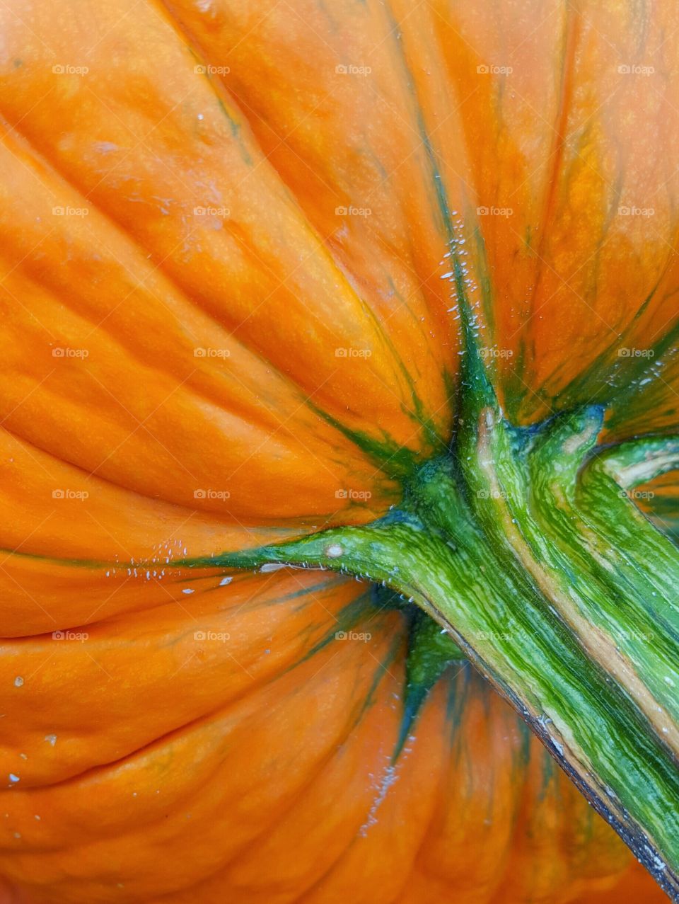 Close-up of pumpkin