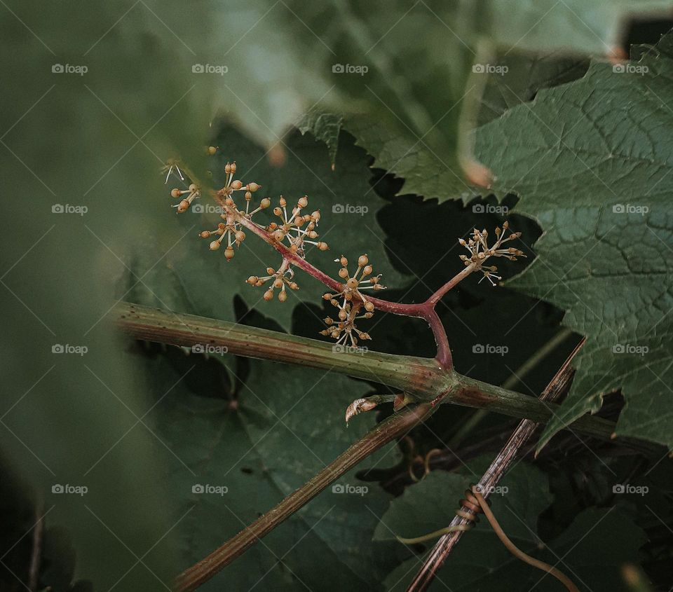 Grape seed in the spring