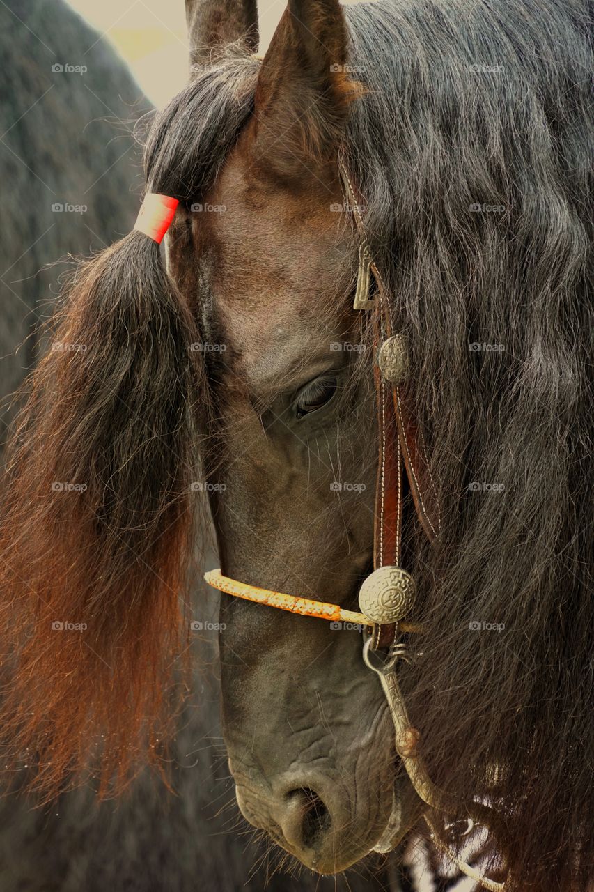 Detail Of Show Pony’s Face
