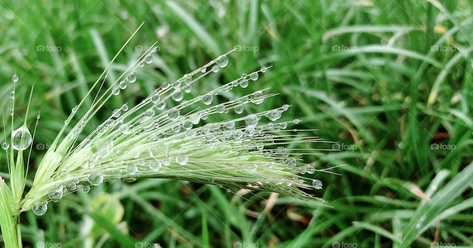 raindrops on a spikelet
