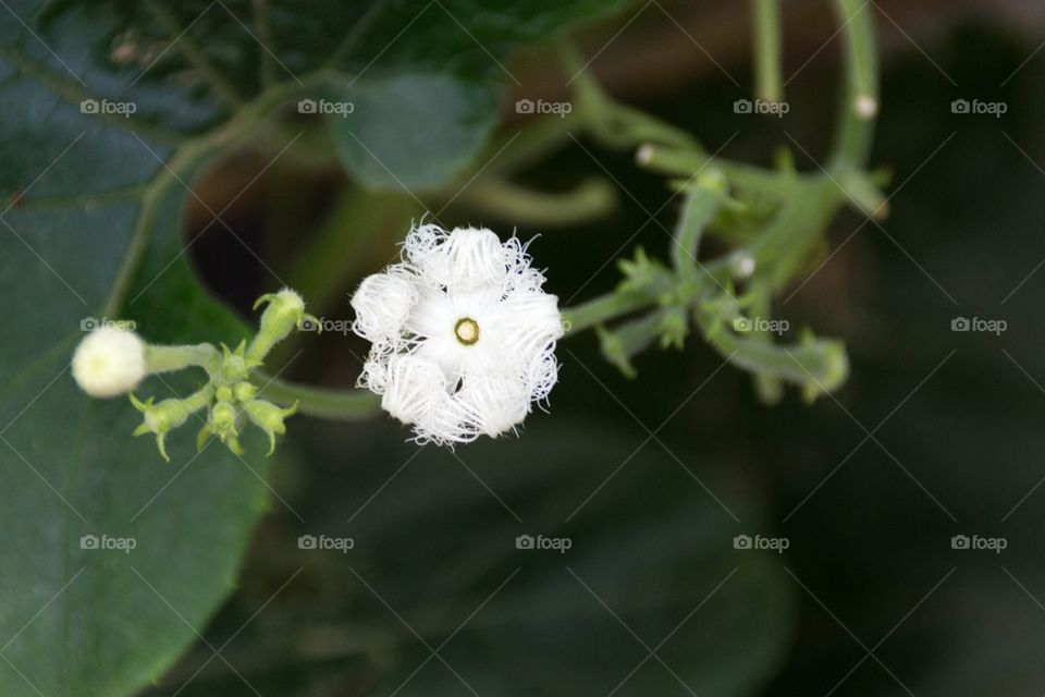 White flower