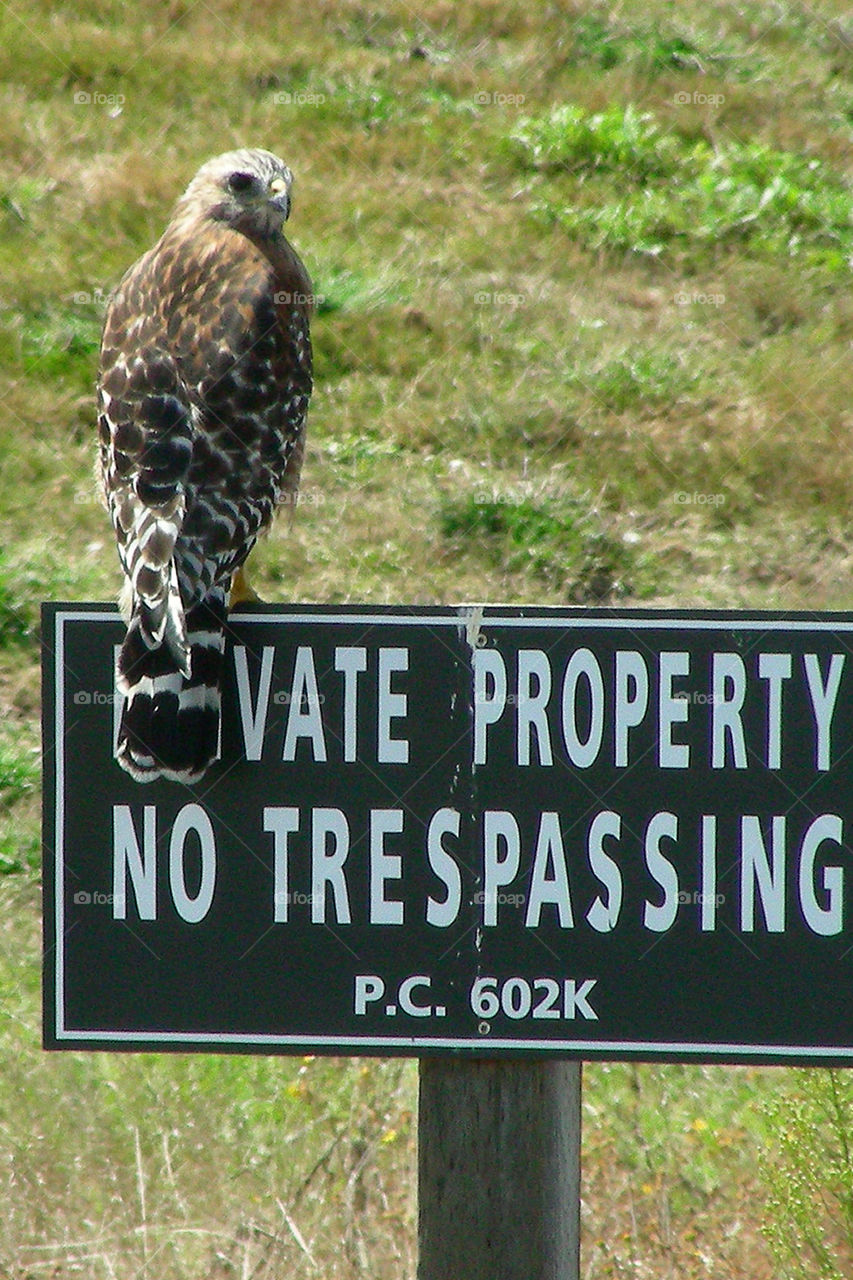 hawk on private property