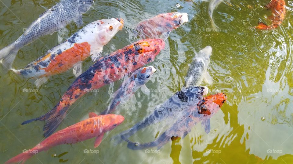 beautiful colorful Japanese koi fish swimming
