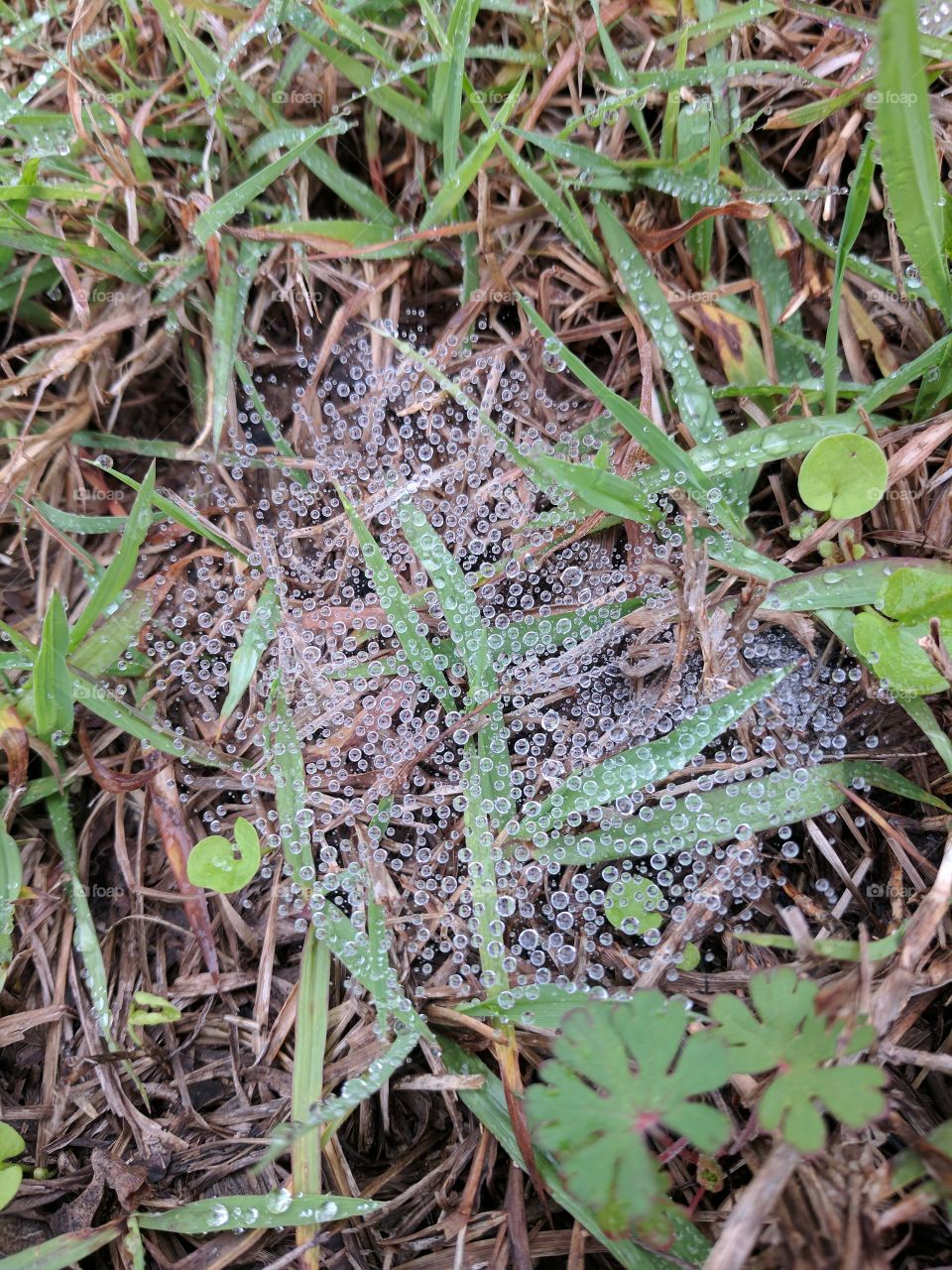 dew on a web