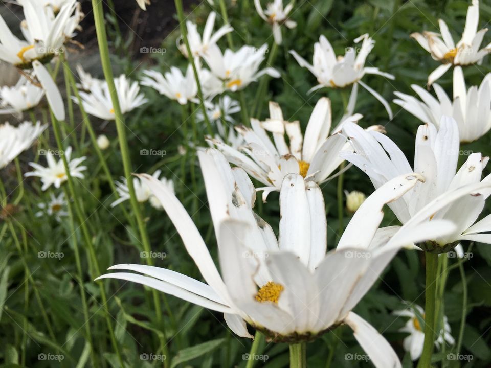 Daisies on a pathway 