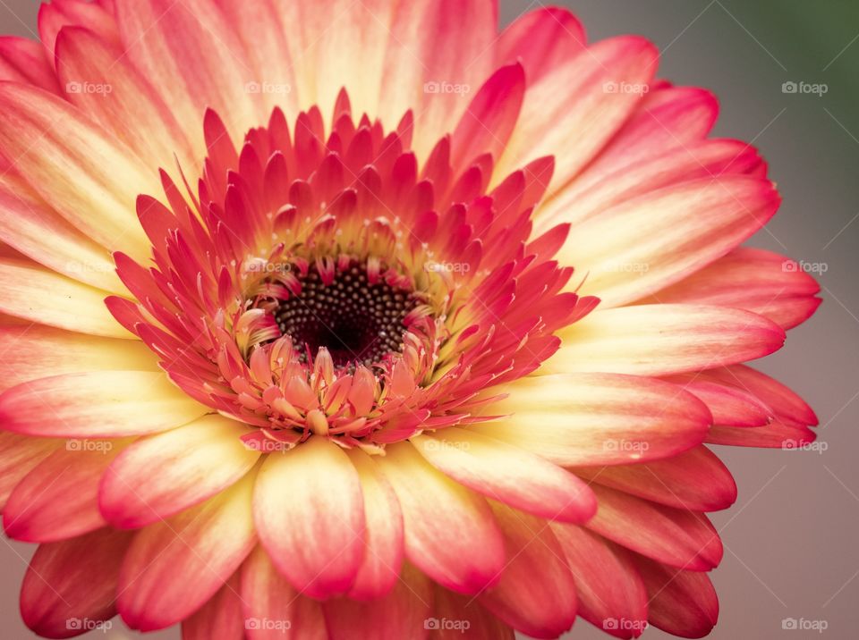 Beautiful Screen saver by colorful flower