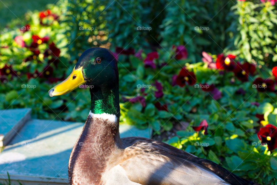 green bird duck bill by kingrum