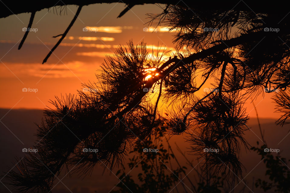 coniferous branch against the sunset