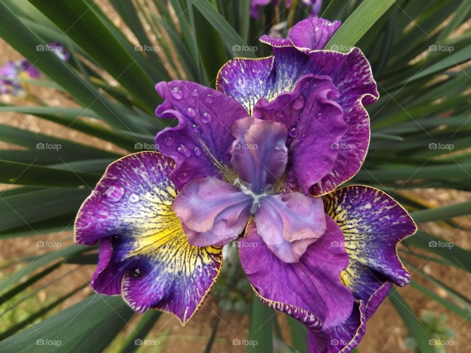Iris