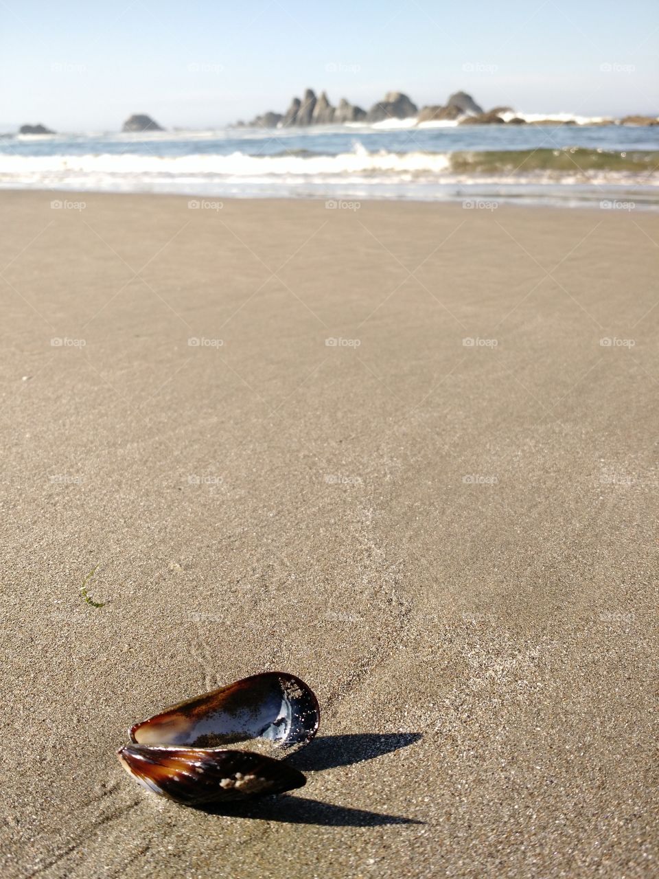 Beach Shell