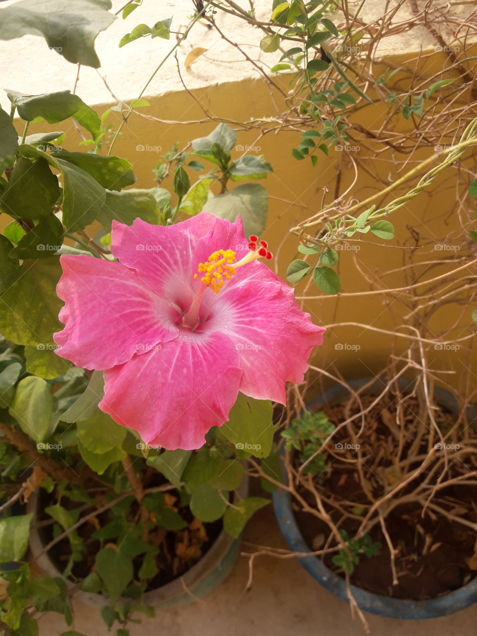 beautiful pink hibiscus flowers in our garden