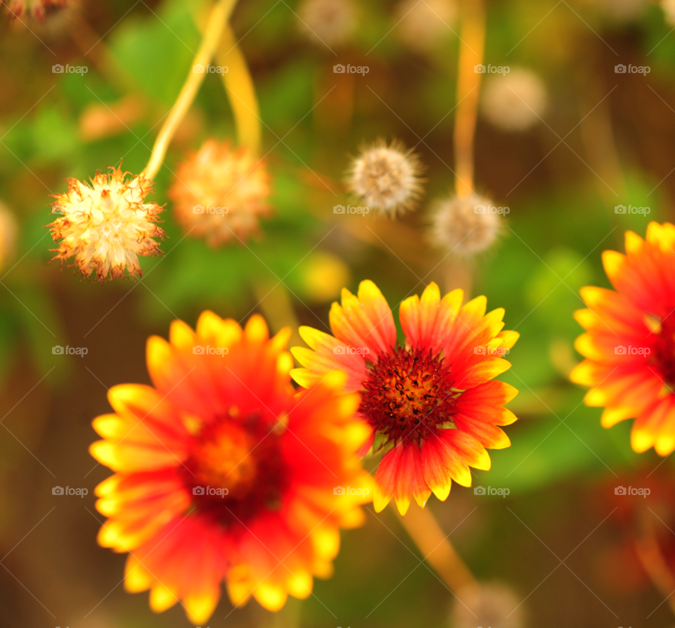 flowers yellow orange by lightanddrawing