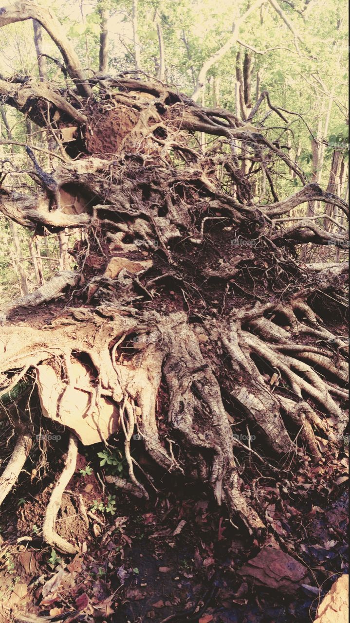 Uprooted tree on a hiking trail