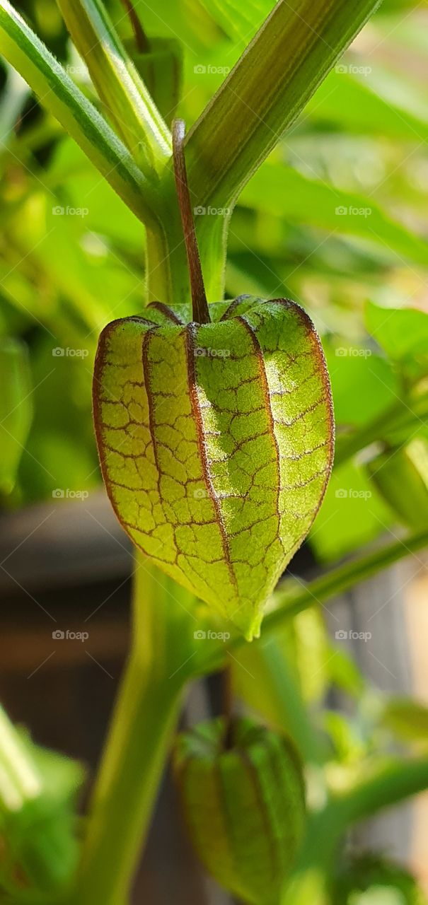 physalis angulata