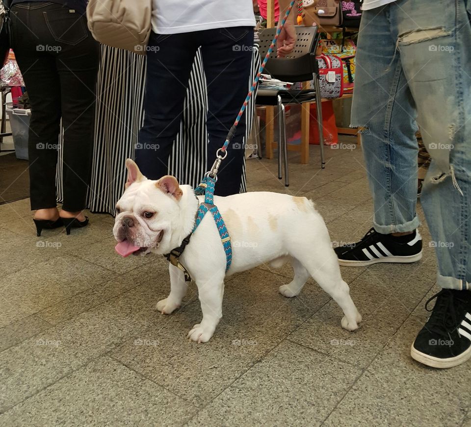 French bulldog on leash walking with his owner