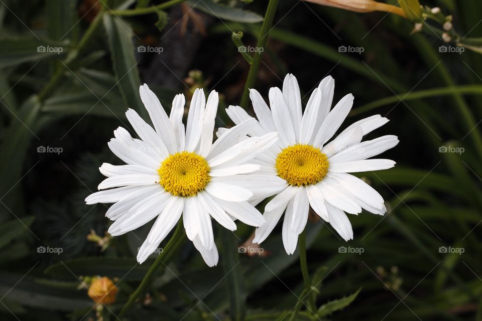 Daisies